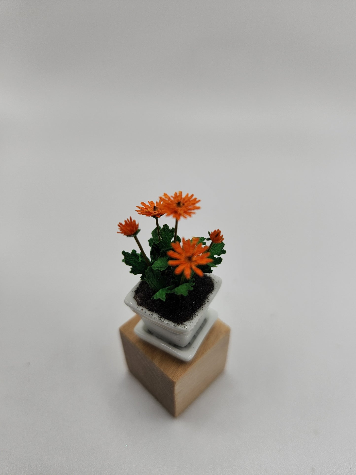 Gerbera Daisy in Ceramic Pot