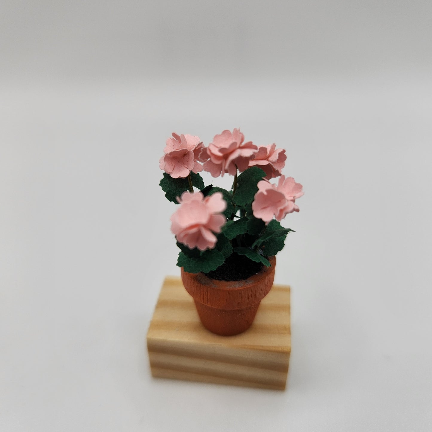 Geranium Plants