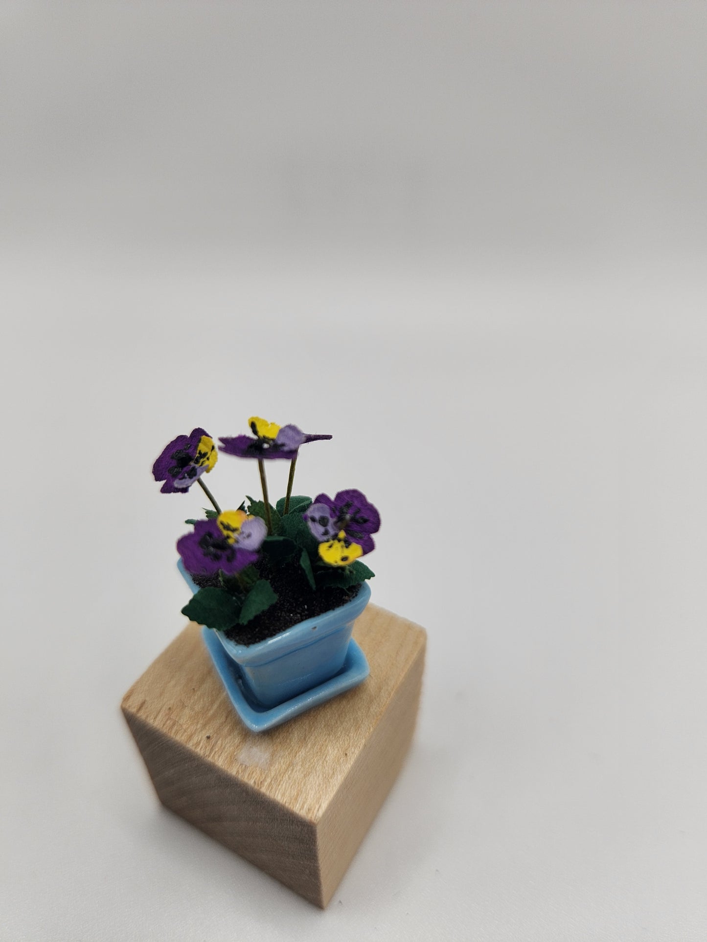 Potted Pansies in Ceramic pot