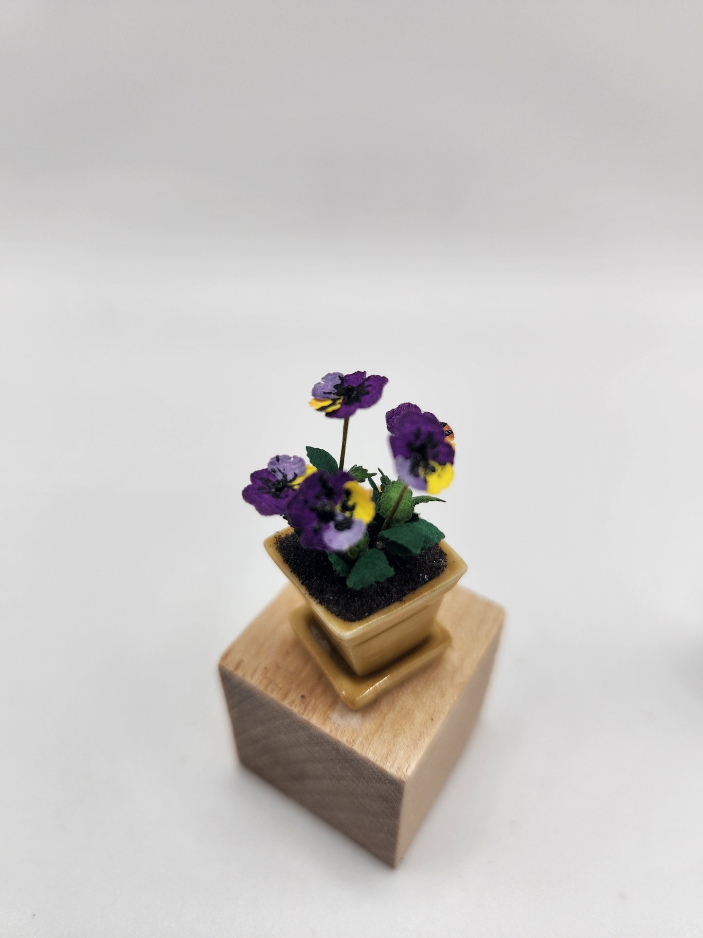 Potted Pansies in Ceramic pot