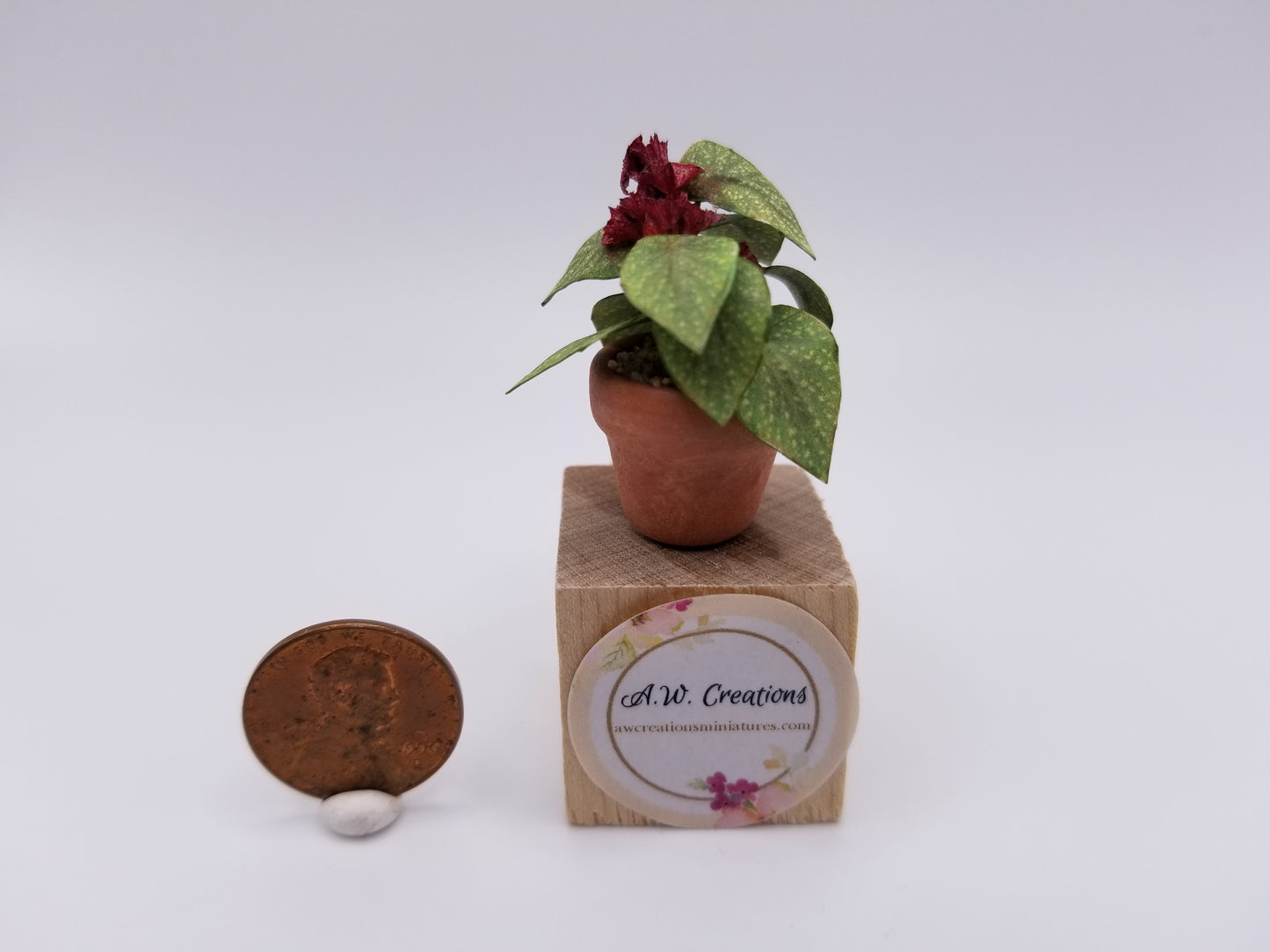 Flowering begonia plant