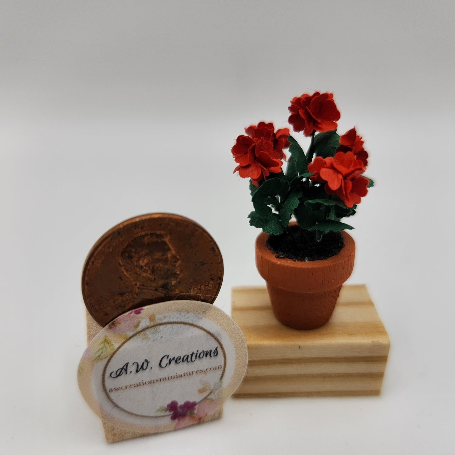 Geranium Plants