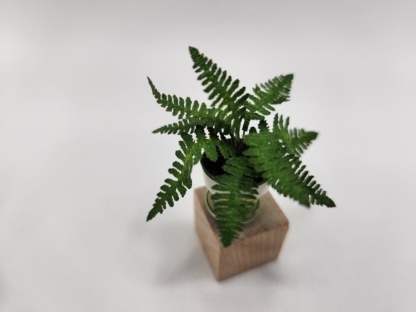 Ruffle fern in fany pot - yellow sunflower