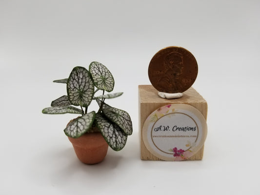 Potted Silver Nerve Plant (Fittonia)