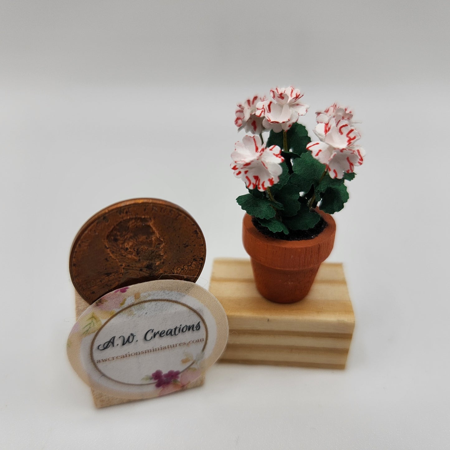 Geranium Plants