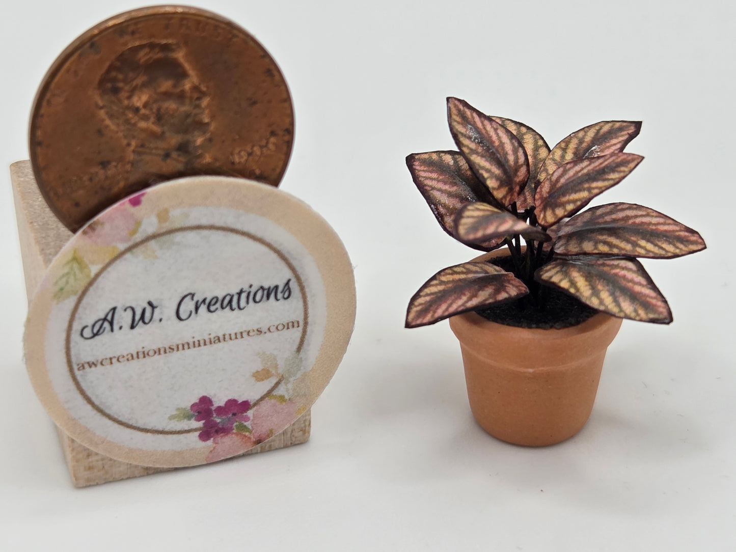 Plant 15mm Pot - Brown Coleus