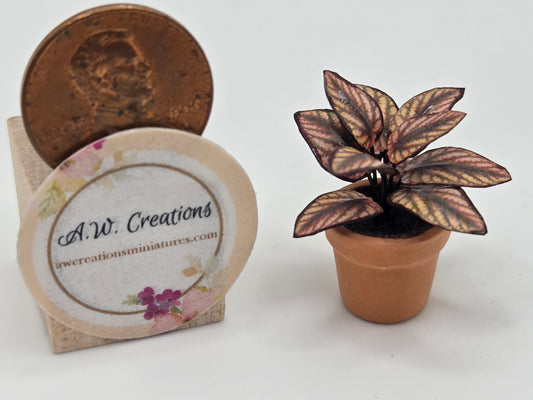 Plant 15mm Pot - Brown Coleus