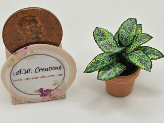 Plant 15mm Pot - Dark Green Croton