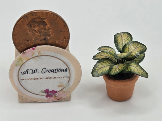 Small Plant 15mm Pot - Dieffenbachia