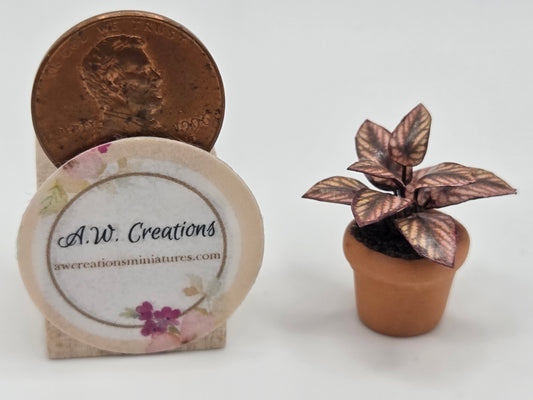 Small Plant 15mm Pot - Brown Coleus