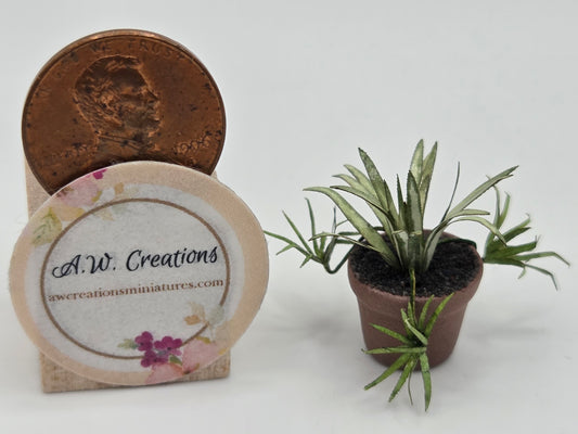 Small Plant 15mm Pot - Spider Plant