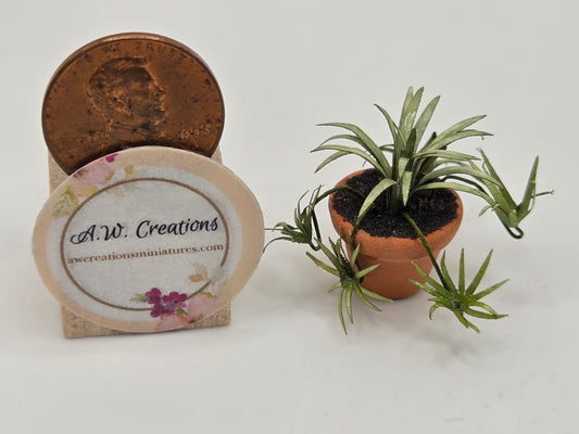 Small Plant 15mm Pot - Spider Plant