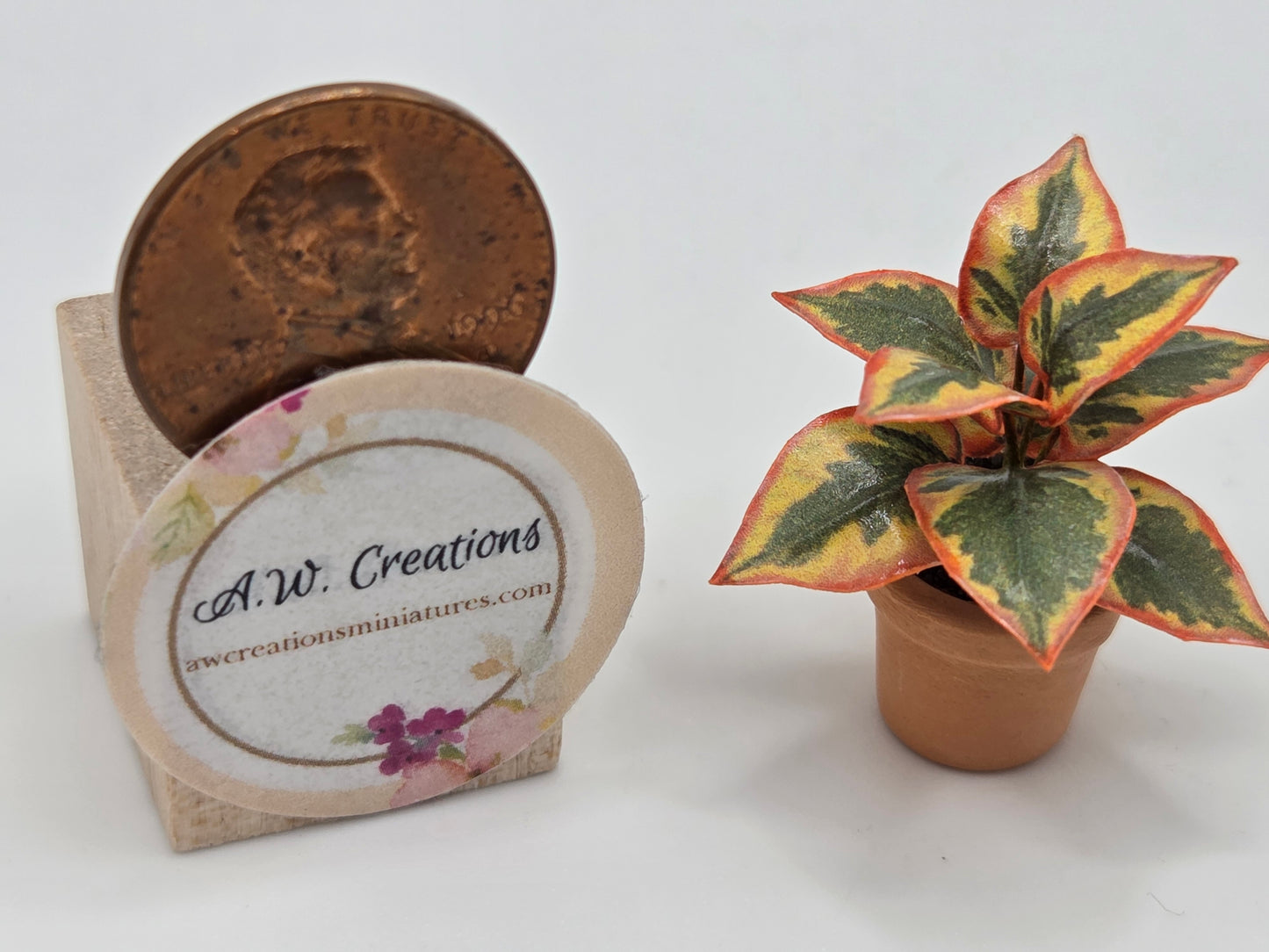 Plant 15mm Pot - Yellow, Green & Red Leaf Plant