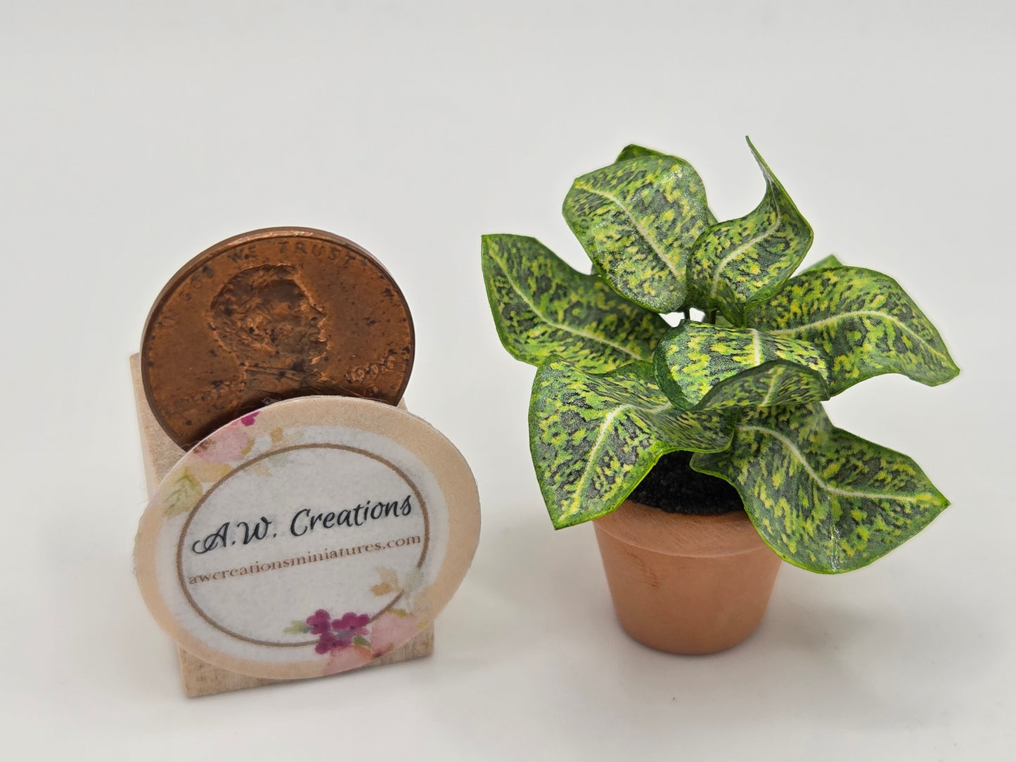 Plant 3/4" Pot - Croton Gold Dust