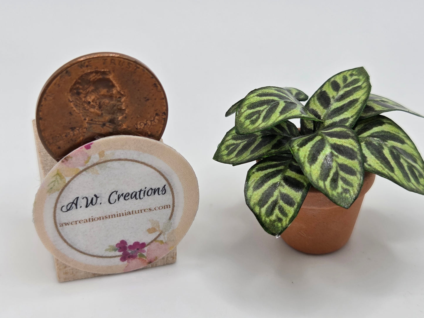 Plant 3/4" Pot - Prayer Plant