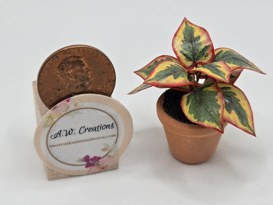 Plant 3/4" Pot - Yellow, Green & Red Leaf Plant