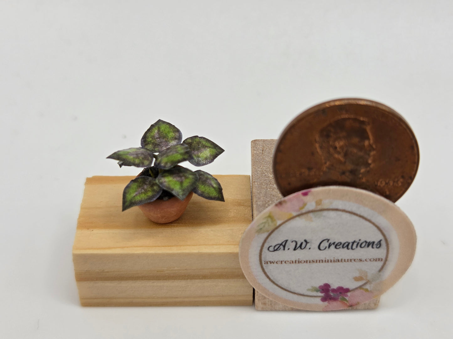 Plant 5mm Pot - Purple Coleus