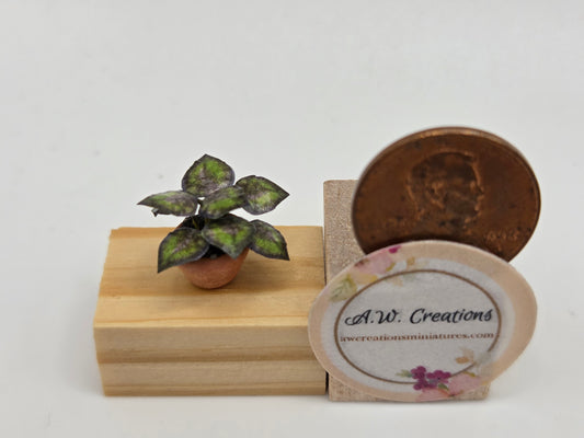 Plant 5mm Pot - Purple Coleus