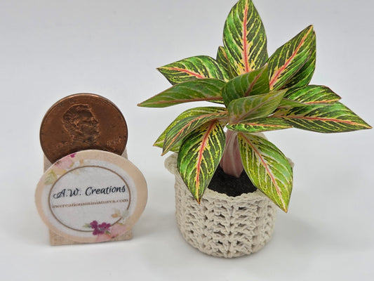 Aglaonema Plant in Crocheted Planter Basket
