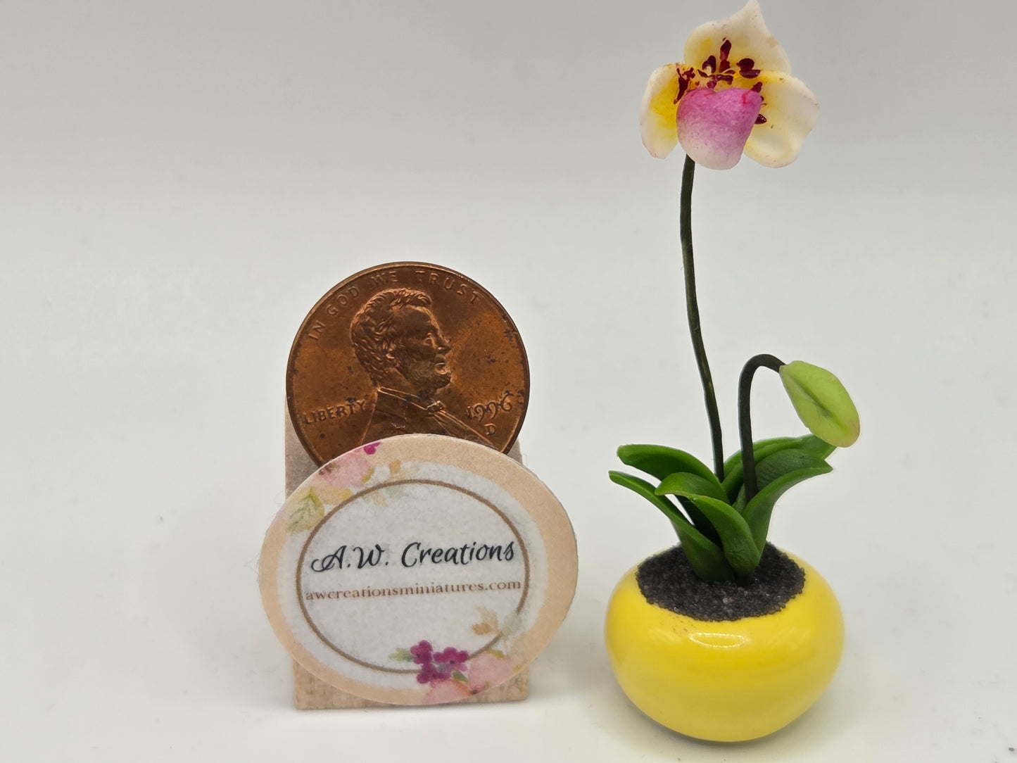 Orchid Plant