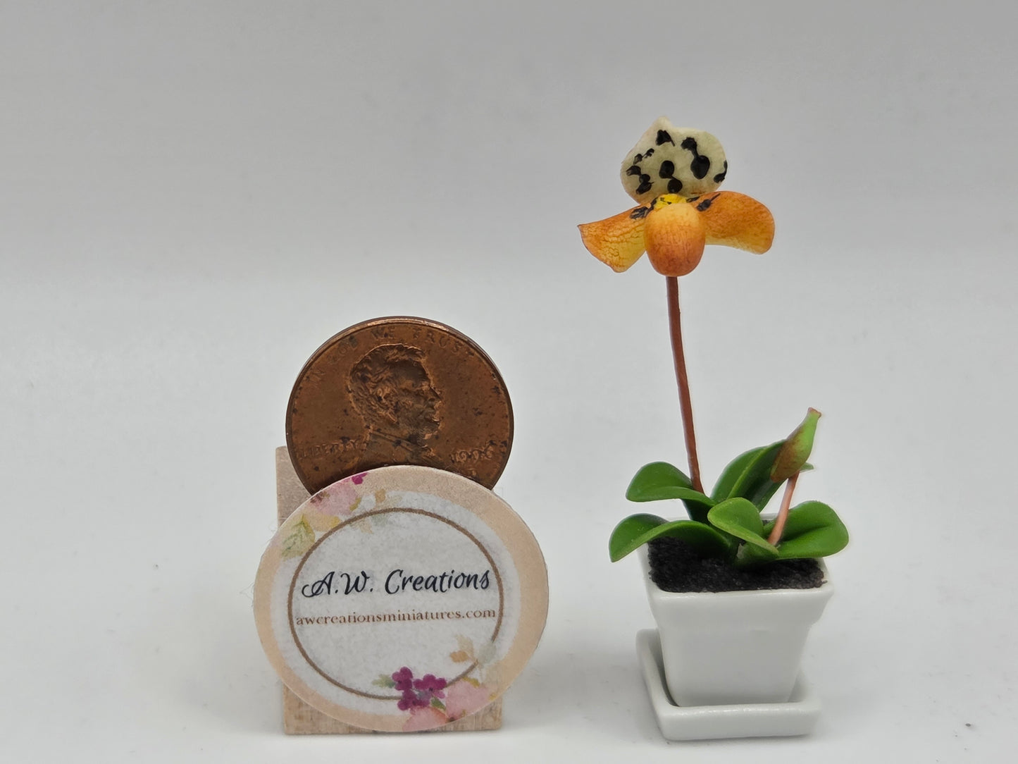 Orchid Plant