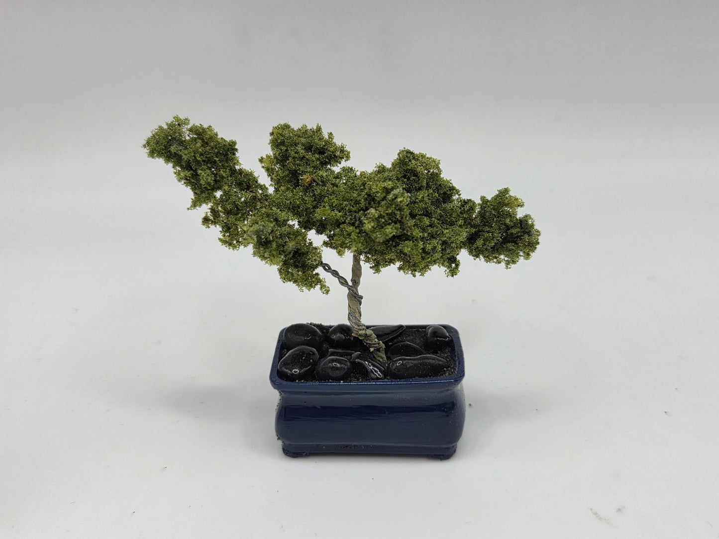Bonsai Tree