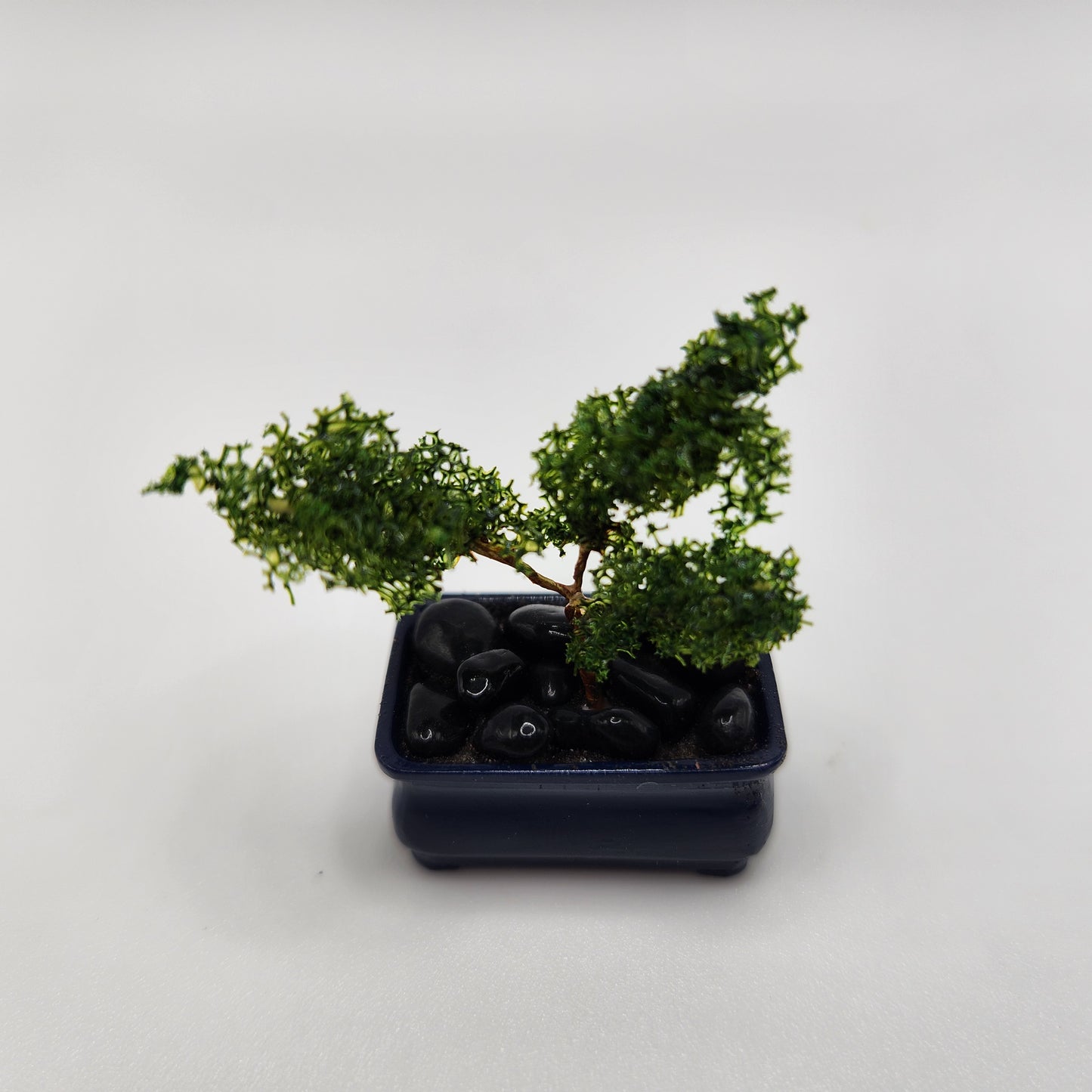 Bonsai Tree - Blue