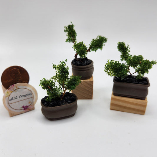 Bonsai Tree - Brown