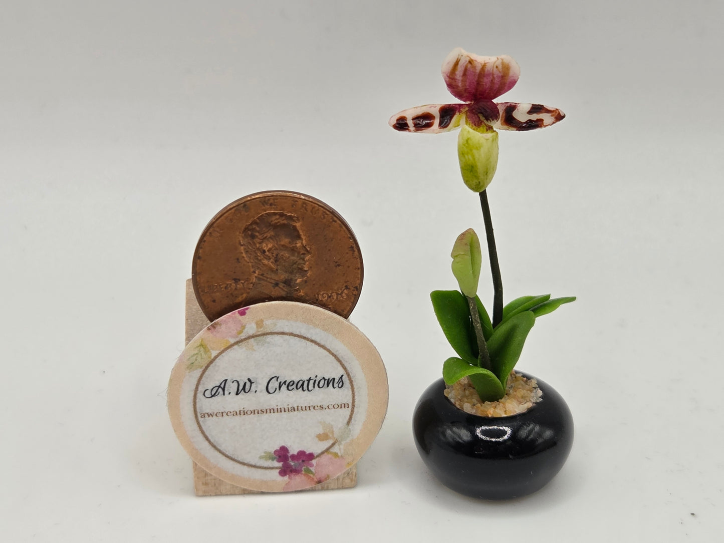 Orchid Plant