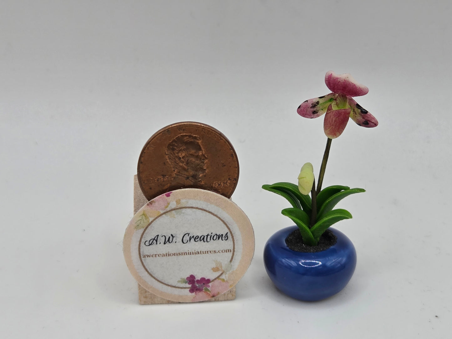 Orchid Plant