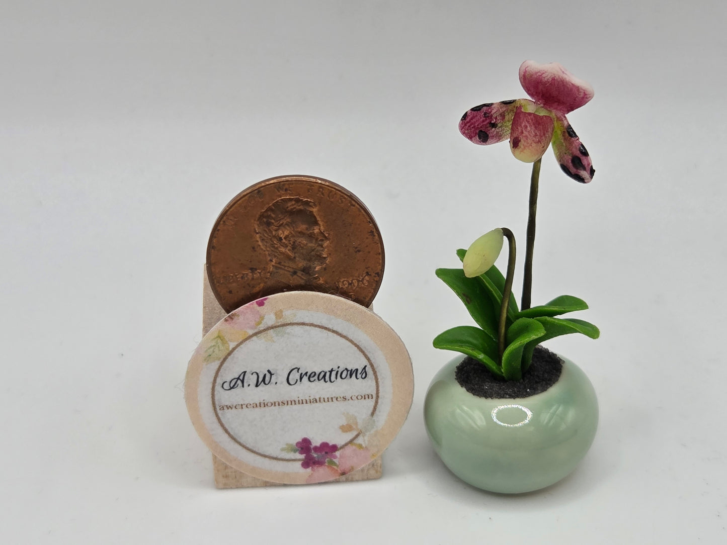 Orchid Plant