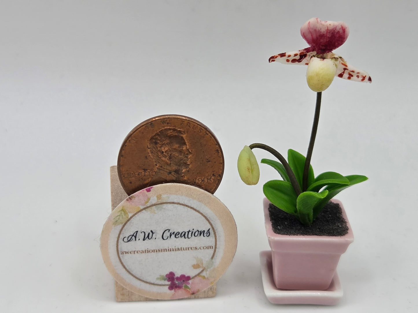 Orchid Plant