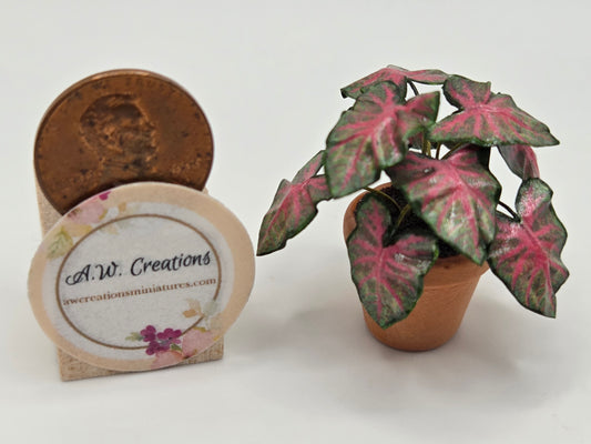 Plant 3/4" Pot - Red & Green Caladium
