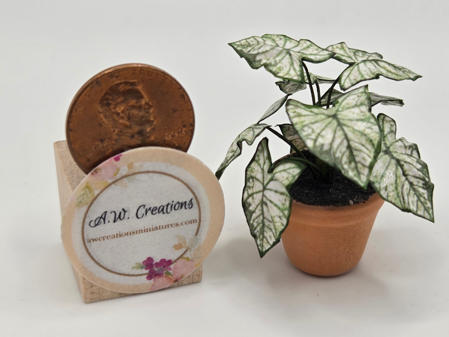 Plant 3/4" Pot - Green & White Caladium