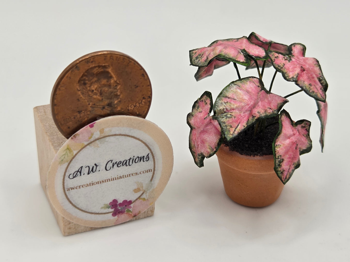 Plant 3/4" Pot - Pink Caladium