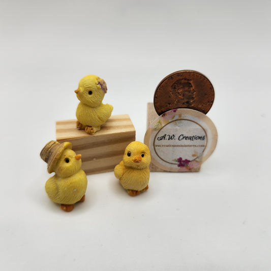 Baby Chicks