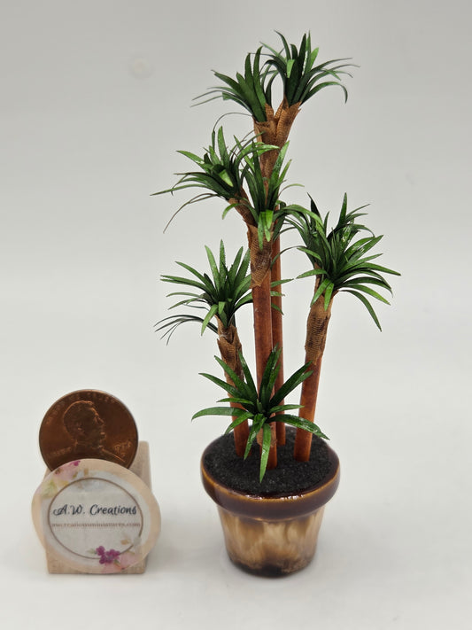 Floor Plant - Dracena