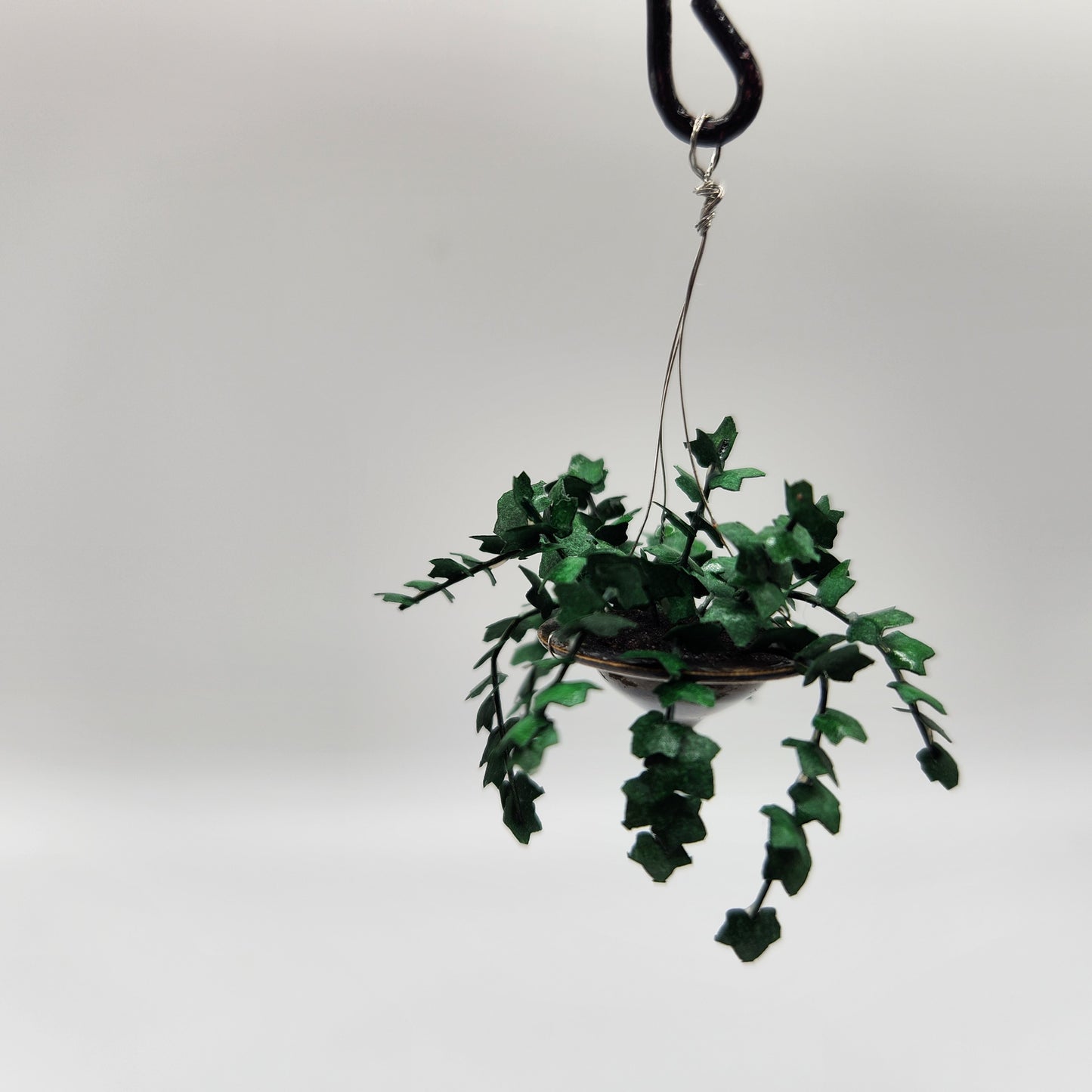 Hanging Ivy