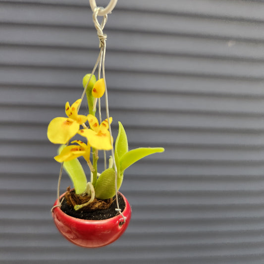 Hanging Orchid Planter