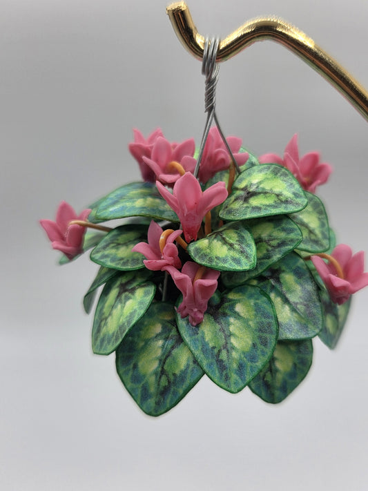 Hanging Cyclamen - Pink