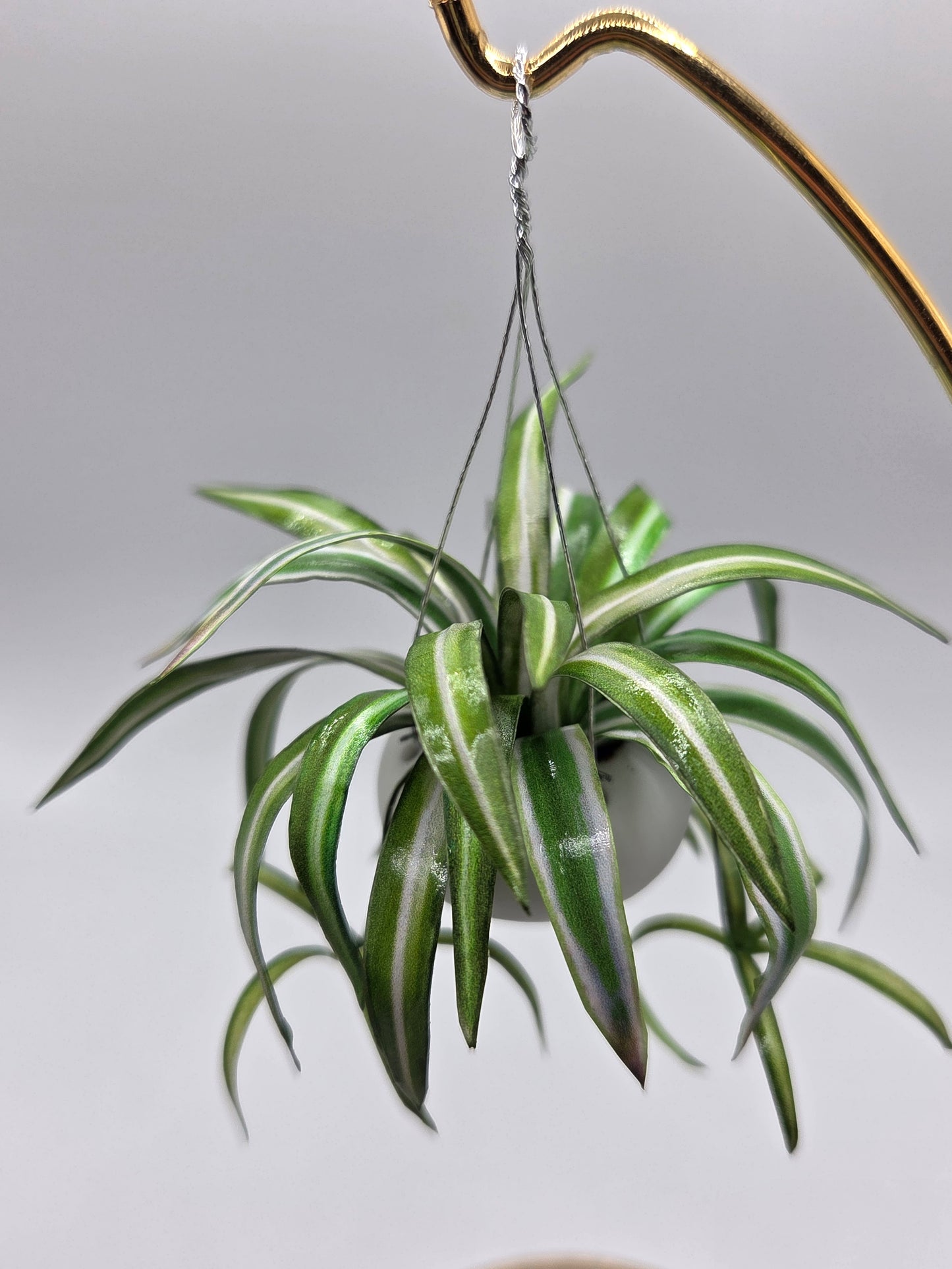 Hanging Spider Plant - White