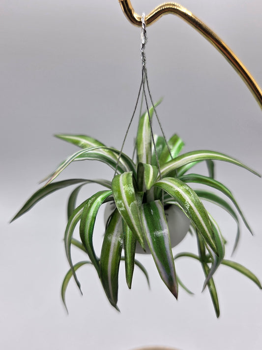 Hanging Spider Plant - White