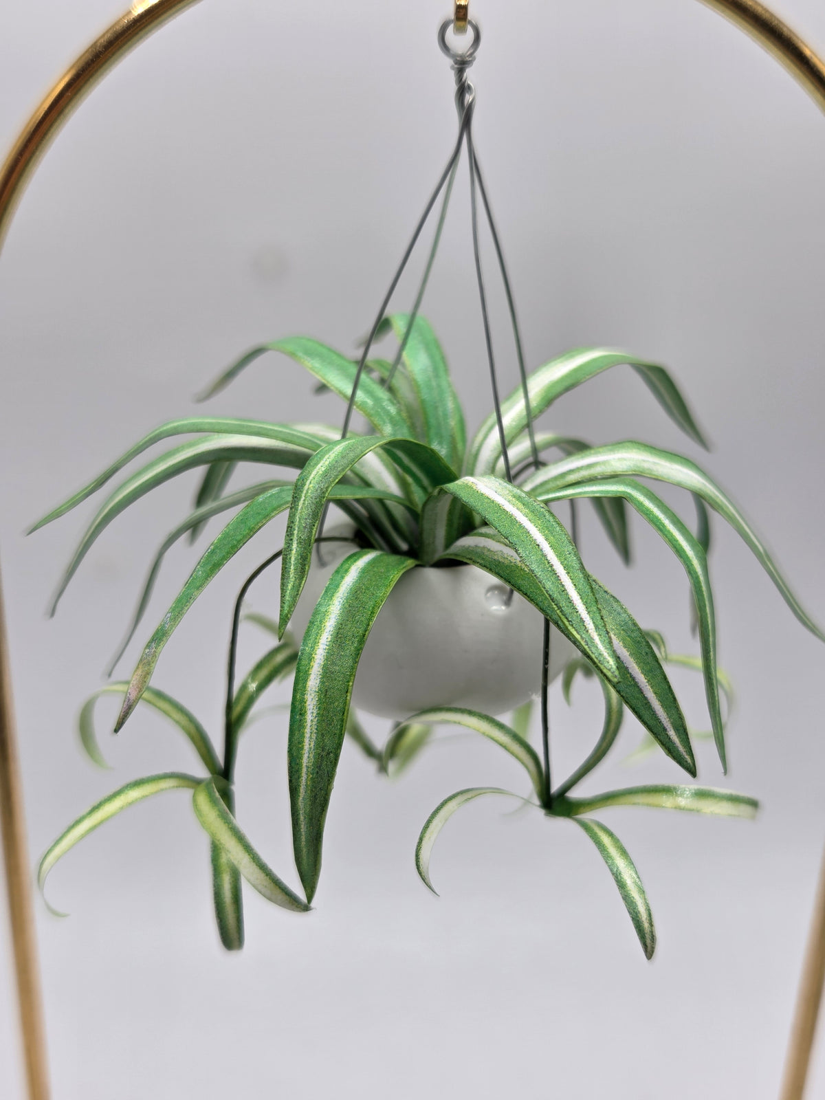 Hanging Plant - Spider Plant