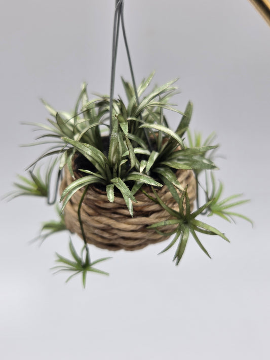 Hanging Spider Plant - Basket