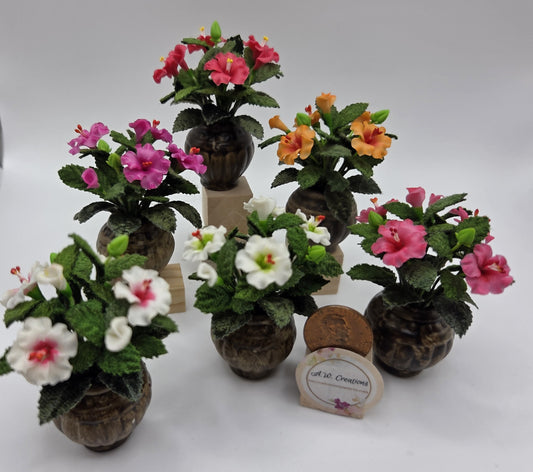 Hibiscus Plant