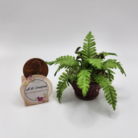 Large Fern in Brown Basket