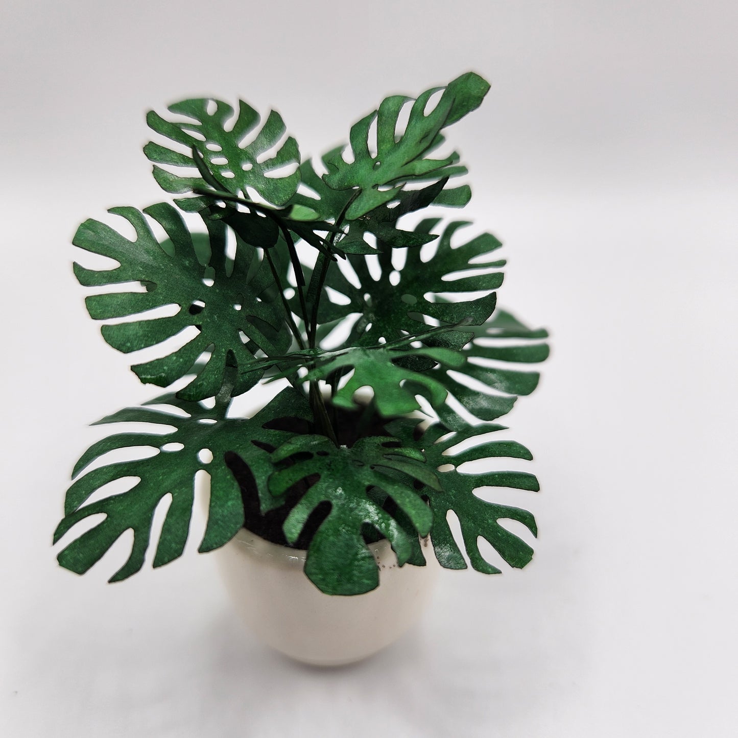 Delicious Monstera plant in glazed ceramic pot