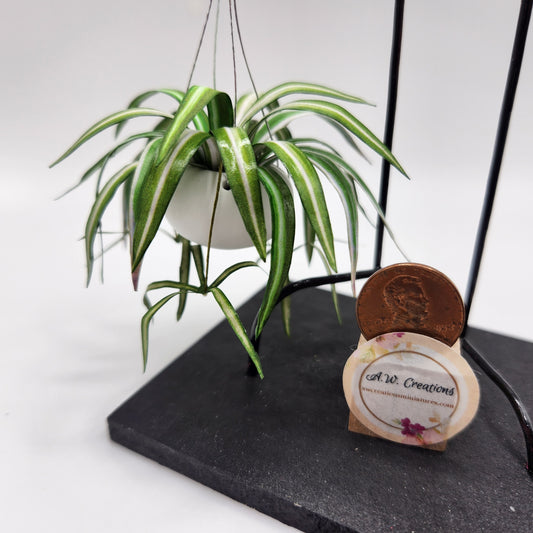 Hanging Plant - Large Spider Plant
