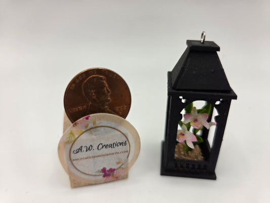 Black Lantern - Small Orchids