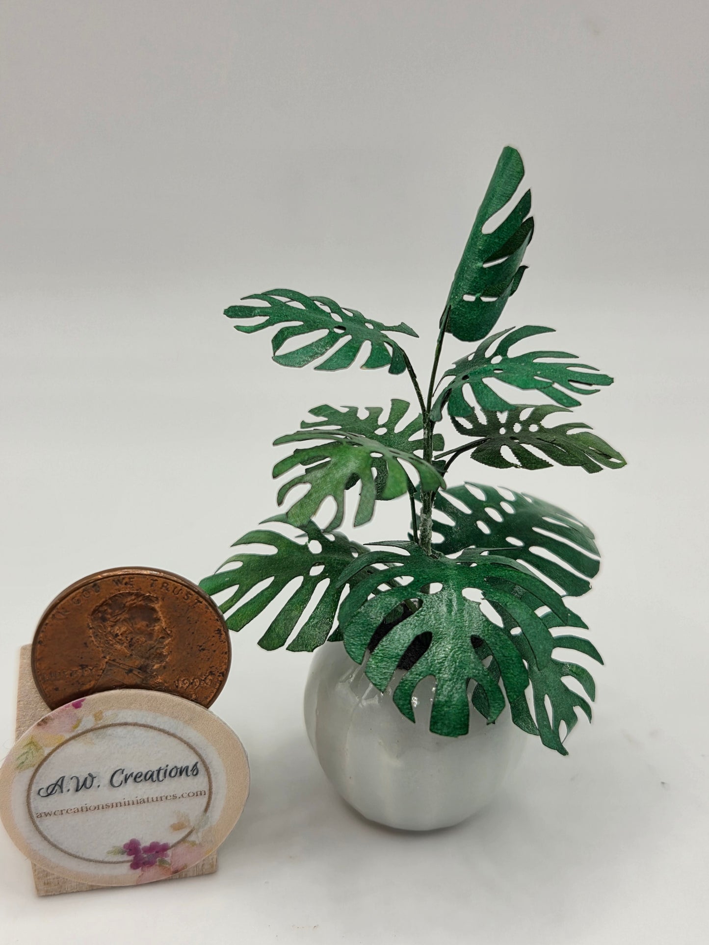 Plant - Monstera in White pot